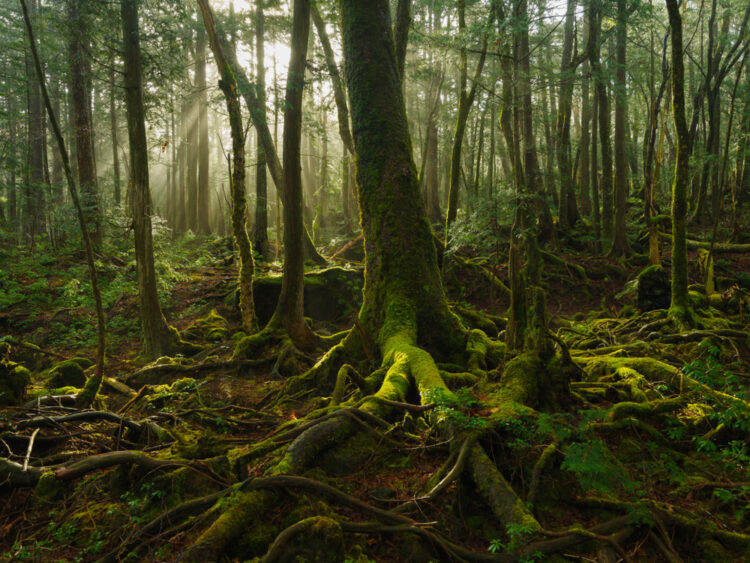 Aokigahara Forest, Japan