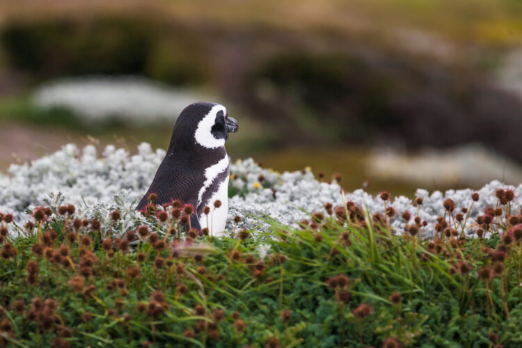 Magenllanic Penguin