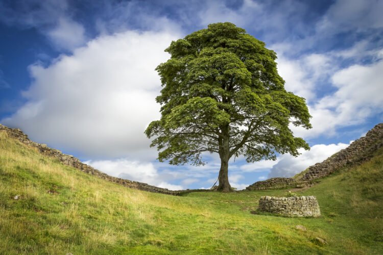 A tree along Remnants of Hadrian's wall along the border of England and Scotland