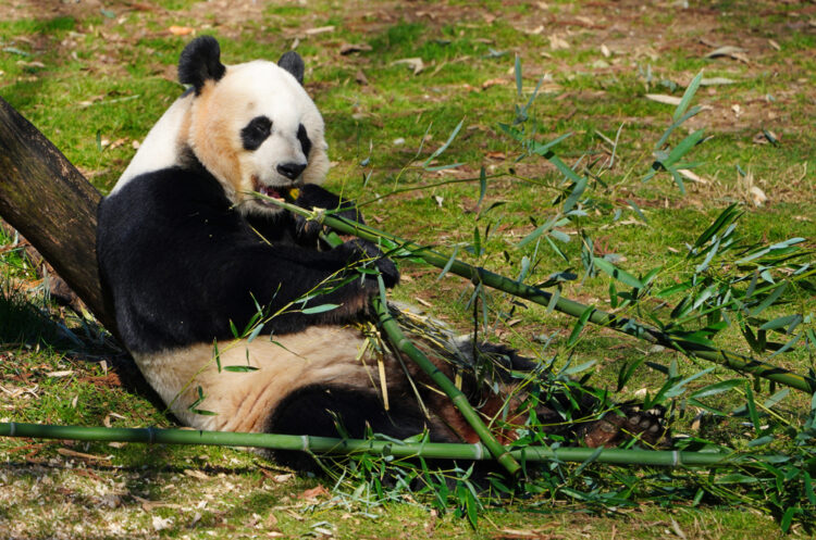 Panda at the Smithsonian National Zoo