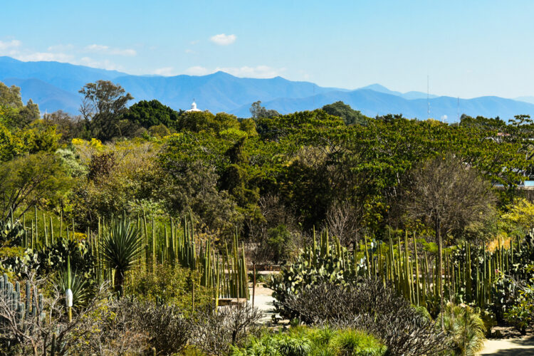 Jardín Etnobotánico de Oaxaca 