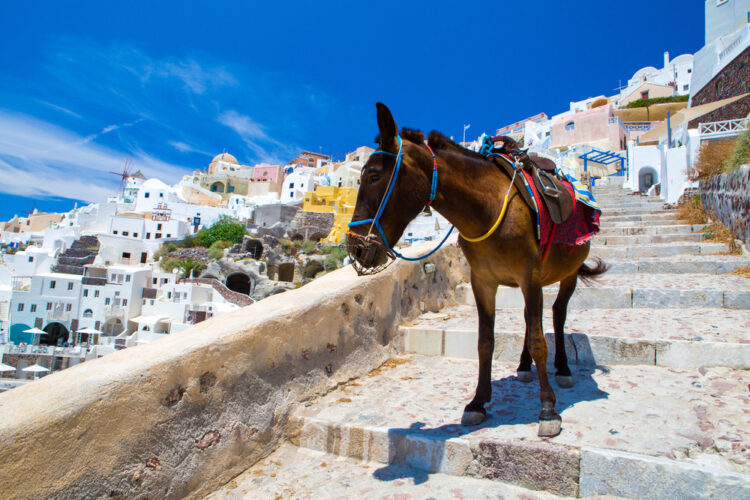 Donkey taxis in Santorini, Greece