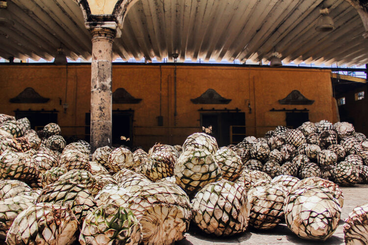 Tequila Agave in distillery waiting for processing