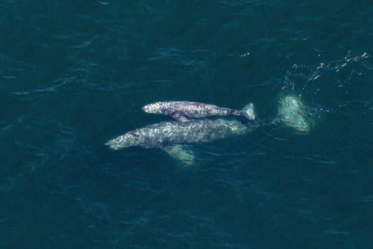 Pacific Grey Whales
