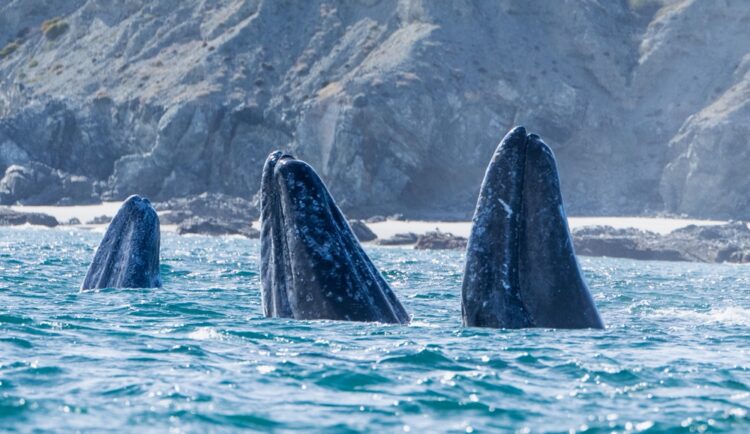 Pacific Grey Whales