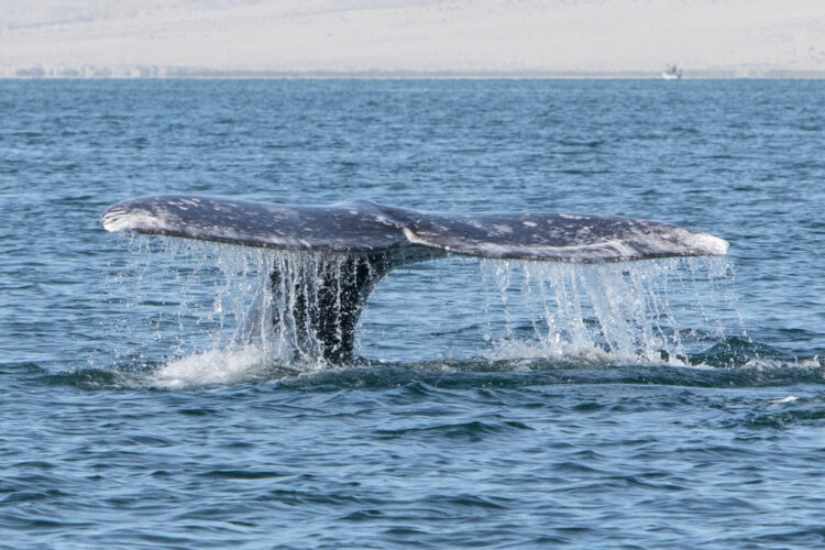 Pacific Grey Whales