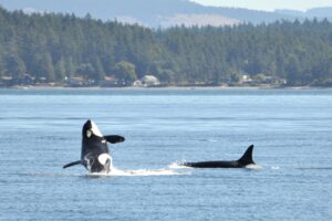 Orcas breaching off of San Juan Island