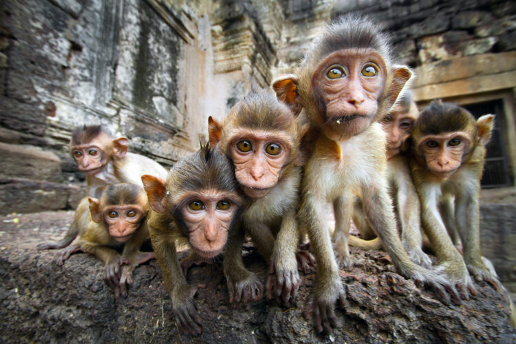 Baby monkeys are curious,Lopburi, Thailand