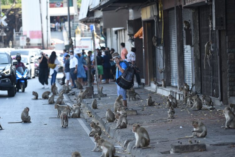 Monkey festival attendees