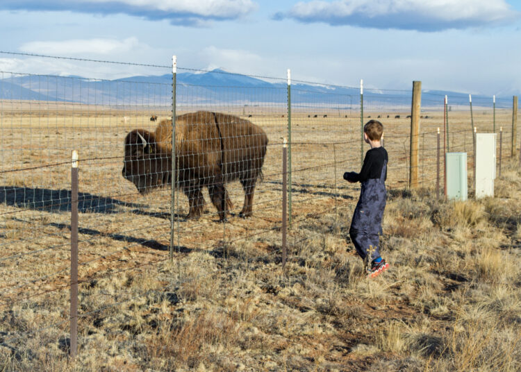 Little boy looks a bison