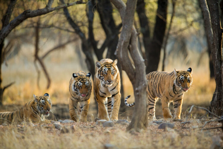 Tiger family a stroll one early morning at Ranthambhore National Park, Rajasthan, India