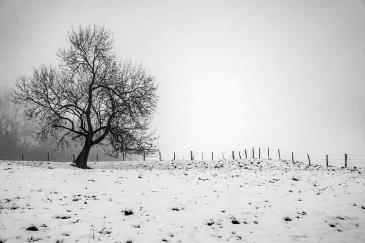 A lone tree in a snow covered field