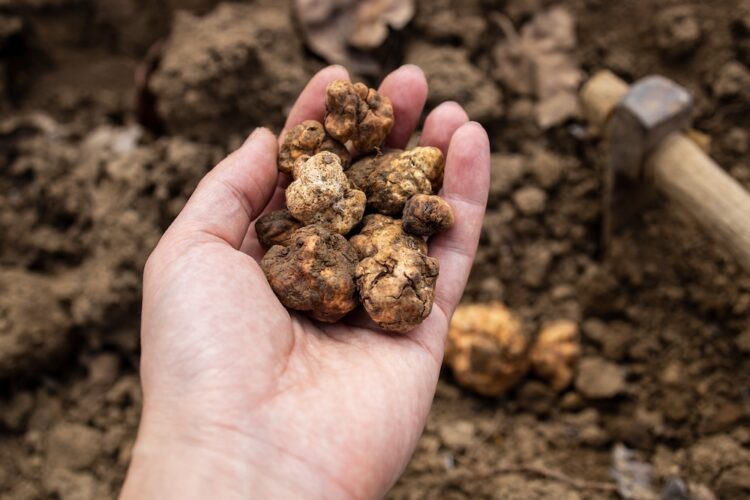 Pick and found mushrooms black truffles in the forest. Man showing a black truffle