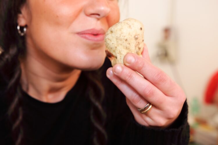 prized truffle of Tuscany valley d'Orcia Italy