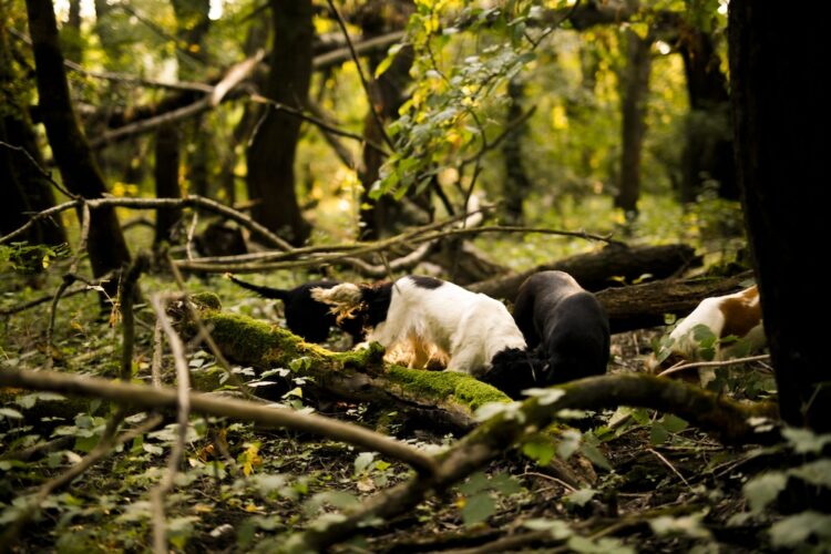 Dogs searching for white and black truffles in oak forest