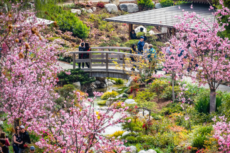 Japanese Friendship Garden