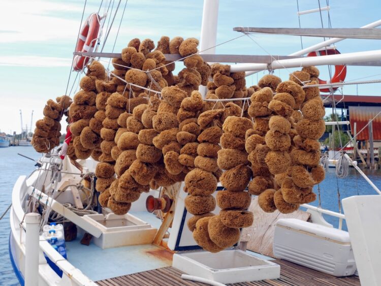 Natural sea sponges in Tarpon Springs