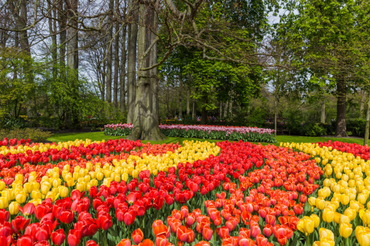 Tulips on display  at Keukenhof Gardens in the Netherlands 