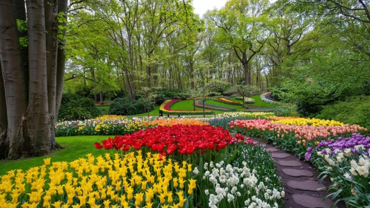 Tulips on display  at Keukenhof Gardens in the Netherlands 