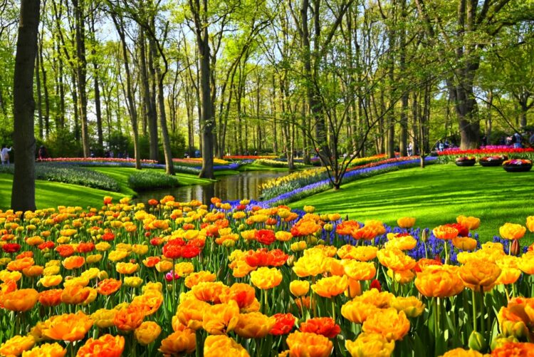 Tulips on display  at Keukenhof Gardens in the Netherlands 