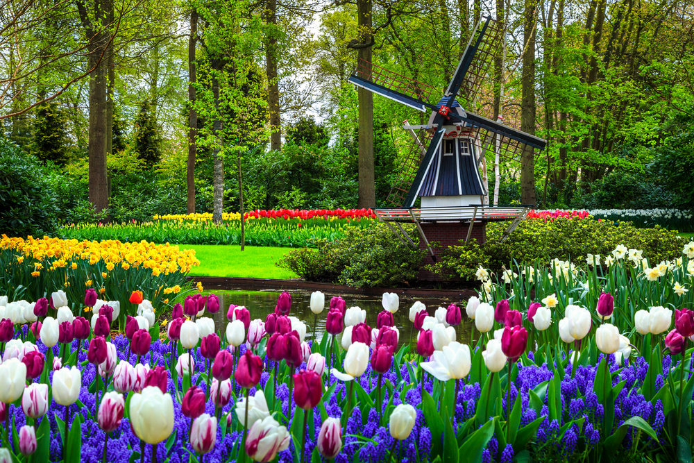 The brief, dazzling display of Spring at Keukenhof Gardens