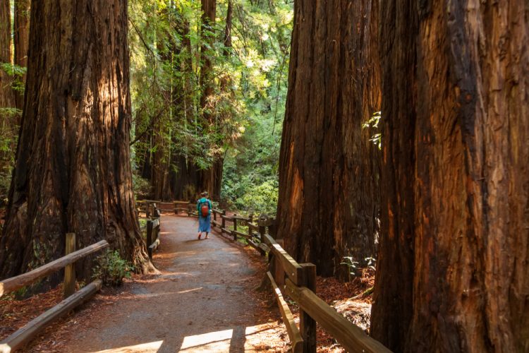 Trail through Muir Woods