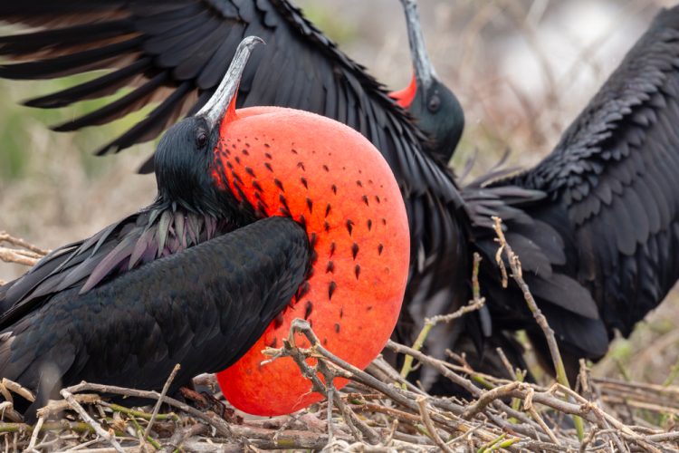Magnificent Frigatebird (Fregata magnificens)