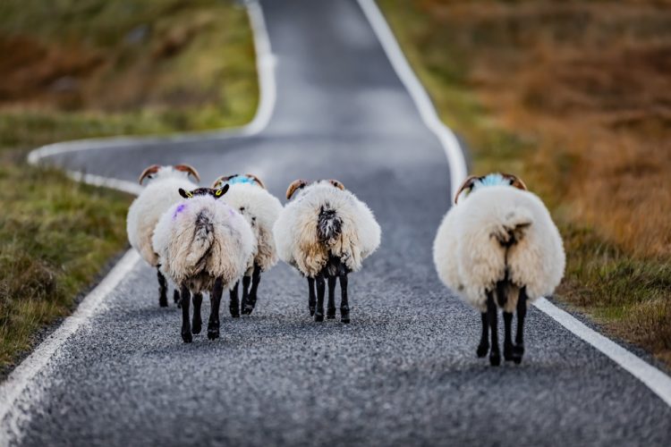Outer Hebrides traffic jam