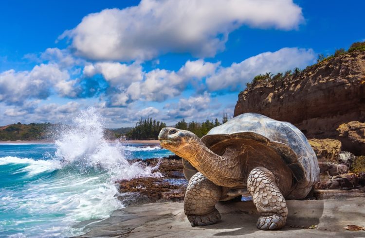 Galapagos tortoise