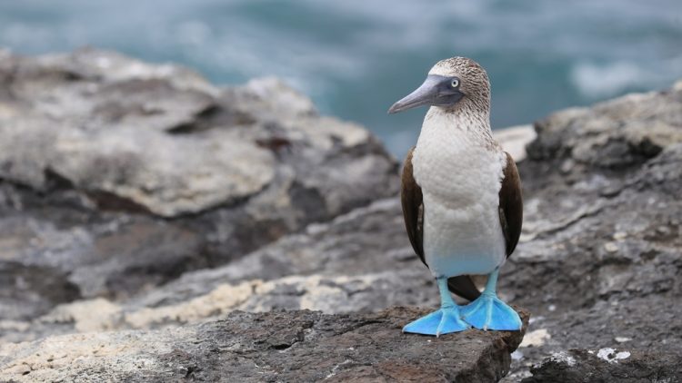 Blue footed boobie