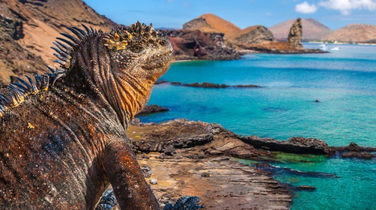 Marine Iguana