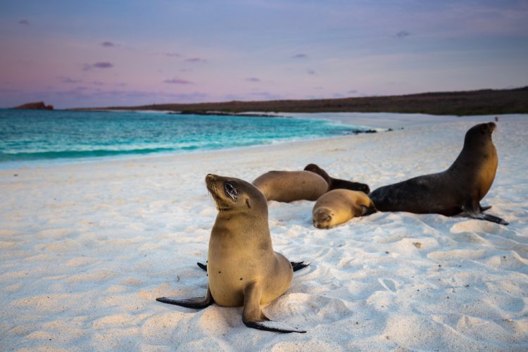 Galapagos Sea Lion