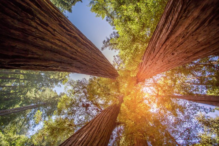 Towering redwoods in Trail through Muir Woods