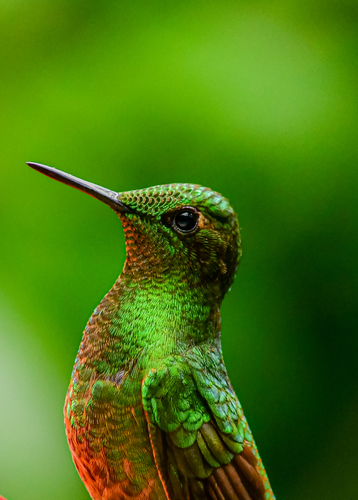 Green Hummingbird