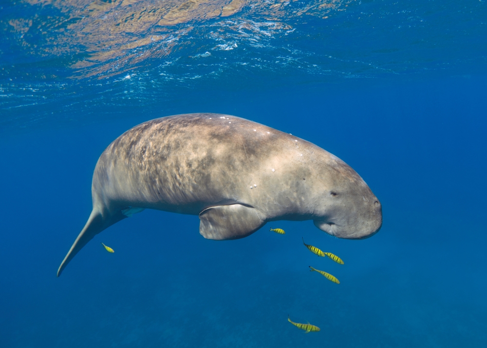 Dugong, a sea mammal