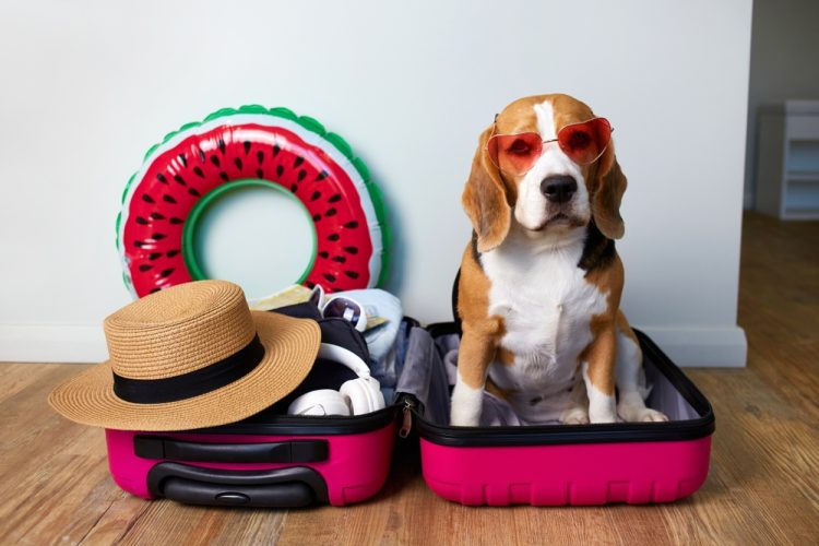 Dog sits in a suitcase