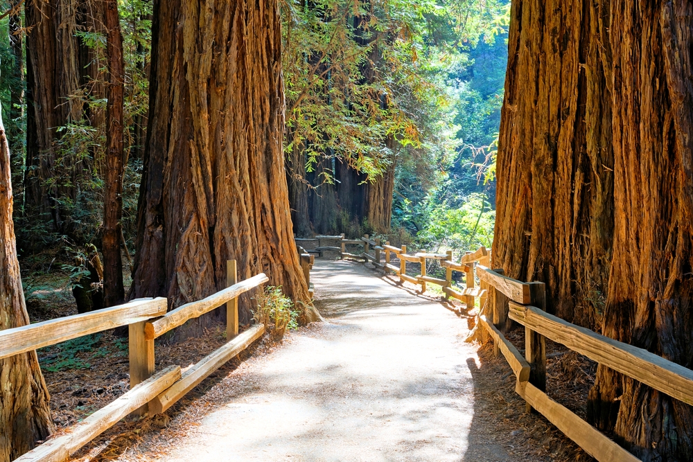 Walkway in Muir Woods