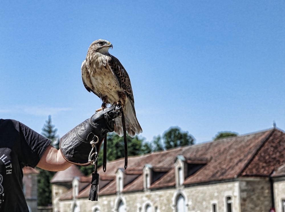 a falcon being held with a glove falconry