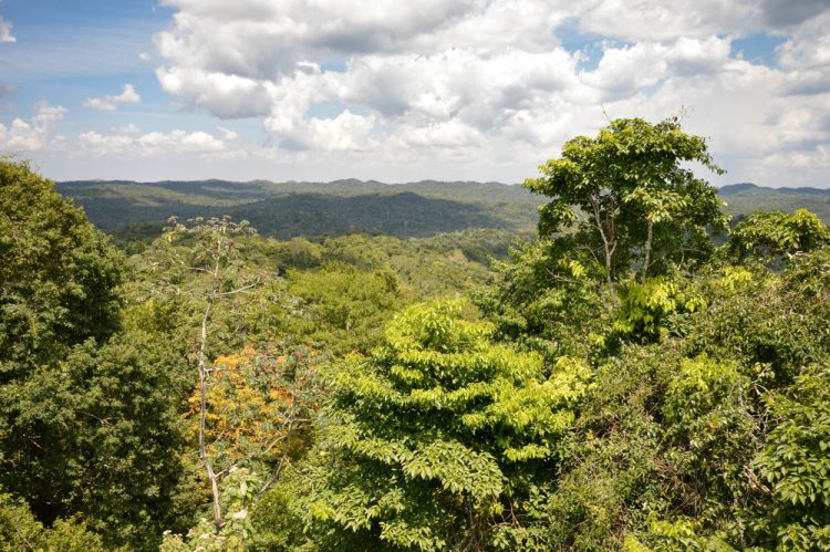 the territory of ancient hidden Caracol city, Cayo District, Belize