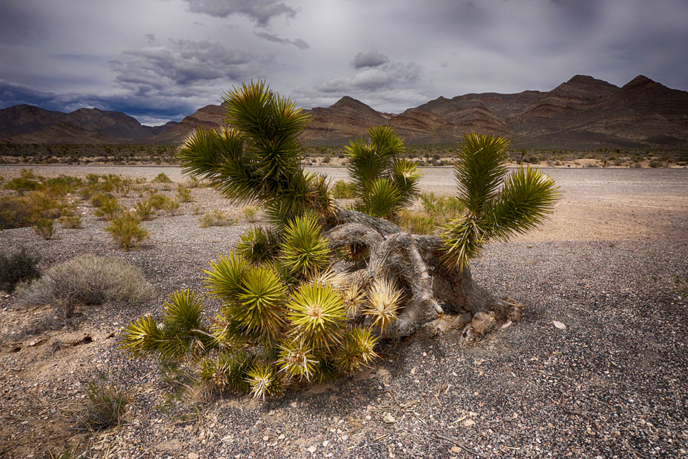 Joshua Trees along the road
