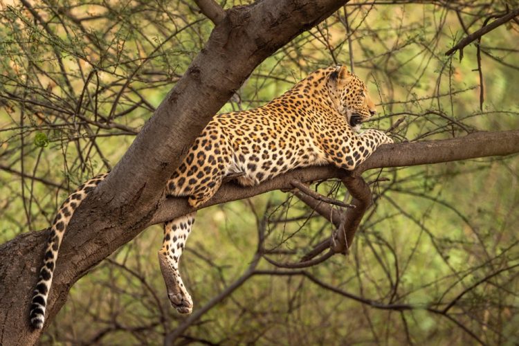 Leopard in tree