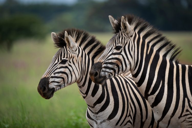 Two Zebra