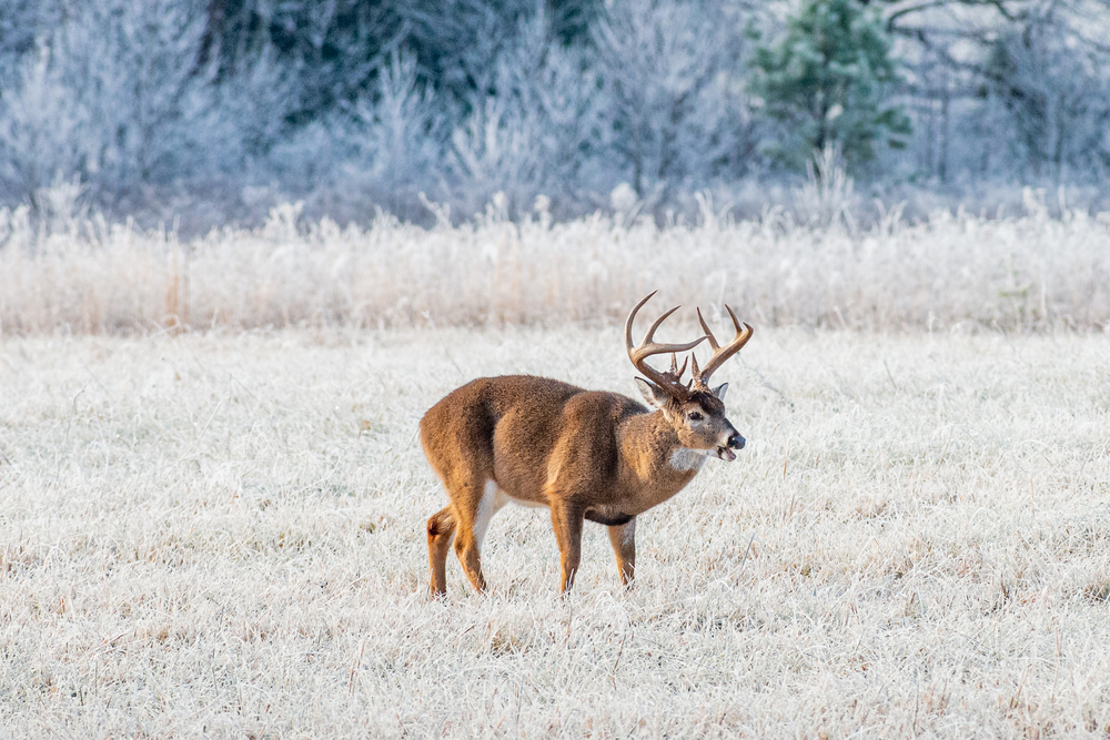White tail deer