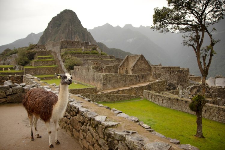 A Llama-Trek to Machu Picchu Llama in front of Machu Picchu