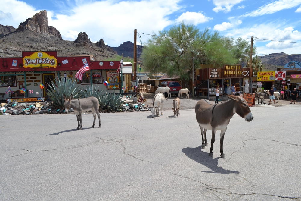 Donkeys on the streets of Oatman
