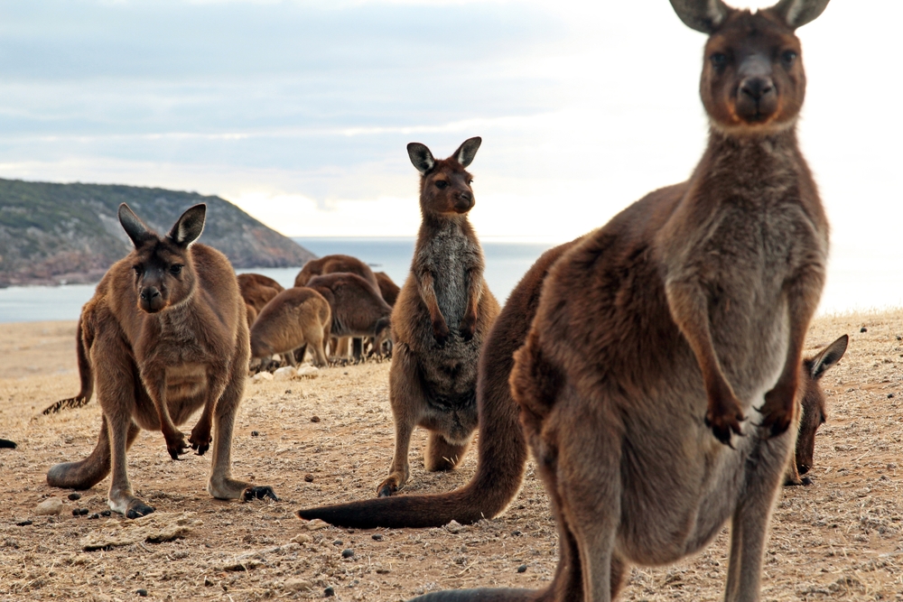 Curious Kangaroos On
Kangaroo Island South Australia