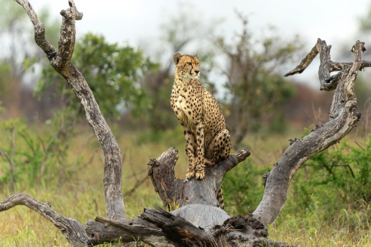 Cheetah in Kruger National Park