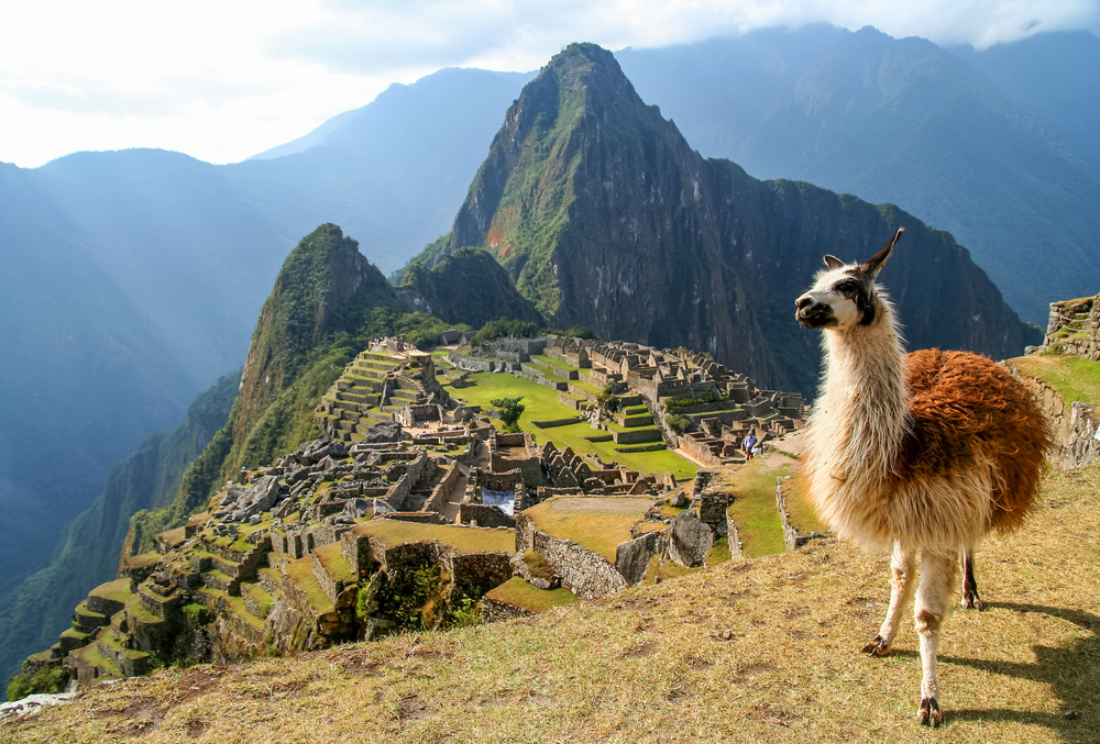 Llama in front of Machu Picchu