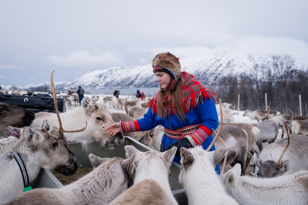  Sami woman dressed in traditional clothing feeds a herd of reindeer