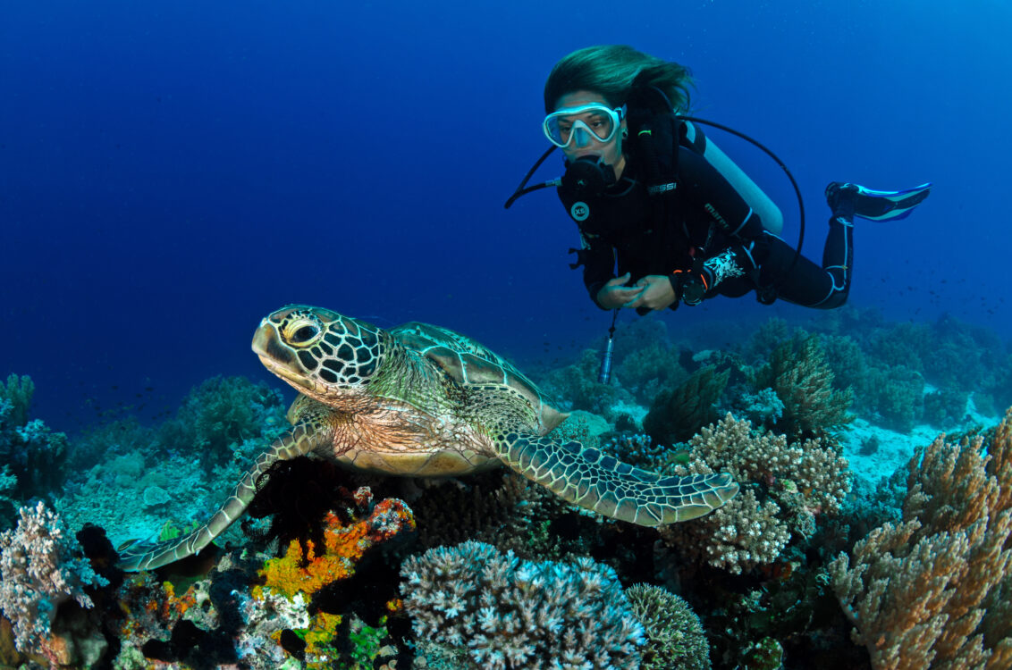 Scuba diver and a turtles underwater